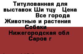 Титулованная для выставок Ши-тцу › Цена ­ 100 000 - Все города Животные и растения » Собаки   . Нижегородская обл.,Саров г.